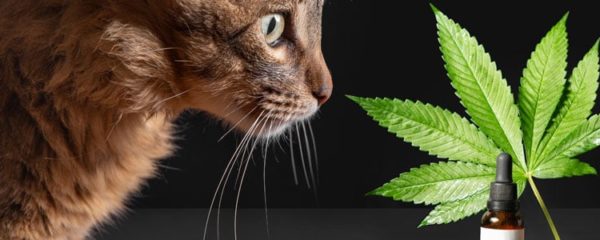 CBD pour animaux