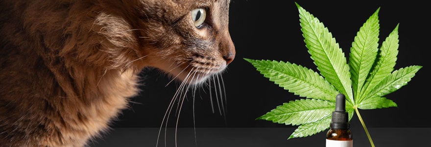 CBD pour animaux